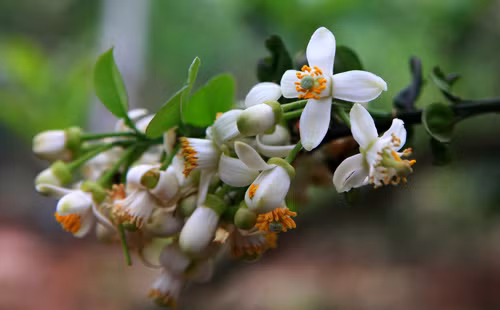 Bạn cũng có thể dùng hoa bưởi nấu với một số loại cây và nước để xông hơi, giúp tinh thần bạn sảng khoái, thư giãn hơn. Nguồn ảnh: Perfumista, IINI Blog