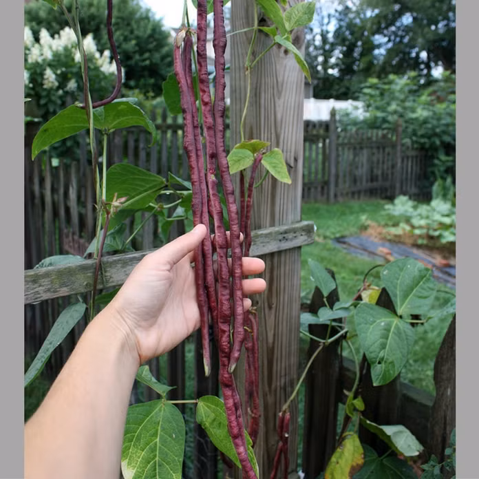 Nếu bạn là người mê những thực phẩm màu tím cũng không thể bỏ quan các loại đậu quả màu tím như đậu đũa tím...