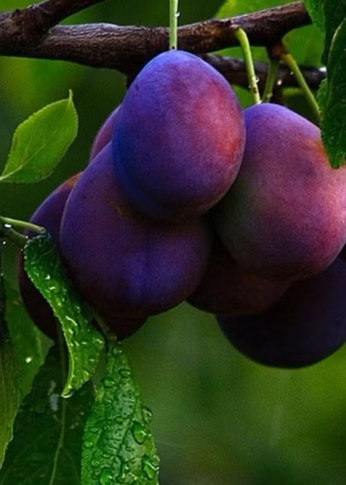 Xoài tím cũng là loại quả rất được các bà nội trợ ưa thích vì màu sắc đẹp, mùi vị thơm ngon.