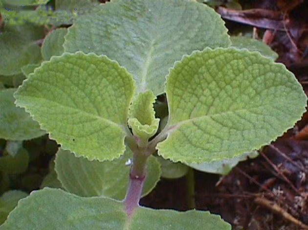 Bạn có thể lấy 30 - 40g lá húng chanh tươi, sắc uống khi thuốc còn nóng; hoặc lấy một nắm lá húng chanh tươi phối hợp với một số lá có tinh dầu nấu nồi nước xông rất tốt cho cơ thể.