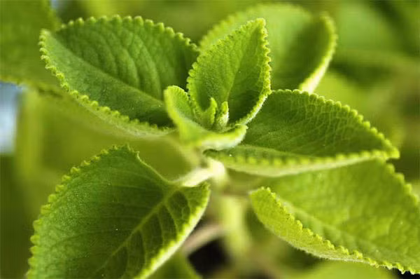Loại rau húng dùng chữa bệnh nhiều thứ hai phải kể đến húng chanh.