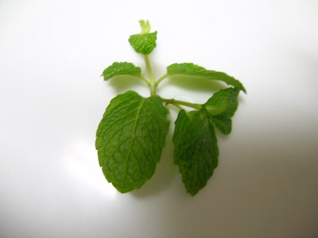 Ngoài ra, loại húng này còn giúp cải thiện hội chứng ruột làm chậm sự tăng sinh của vi khuẩn và các loại nấm gây bệnh.