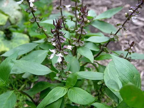 Trà rau húng quế có thể sử dụng trong bài thuốc chữa đau đầu, ho, viêm họng, bồn chồn, đau đầu chóng mặt.