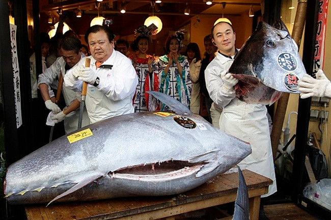 Nếu tính cụ thể, mỗi kg có giá 2700 USD (~62 triệu đồng). Ước tính nếu số cá ngừ này được làm sushi sẽ có giá bán lên đến 65 USD/lát (~1,15 triệu đồng/miếng), nhưng người mua tính bán với giá bình dân hơn sau khi mua con cá.