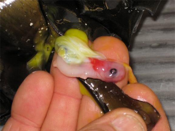 Che doi qua la hinh “mui khoan” phat hien di vat ben trong-Hinh-2