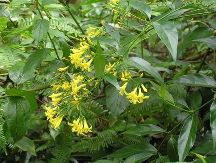  Giận chồng, người phụ nữ ăn lá ngón tự tử: Đêm 15/9, người dân xã Tri Lễ (huyện Quế Phong, Nghệ An) phát hiện chị L.Y.V. (SN 1982) có biểu hiện ngộ độc do ăn lá ngón. Sau đó, người phụ nữ được người nhà đưa đến Trạm Y tế xã cấp cứu nhưng không qua khỏi. Theo người dân, do giận chồng, người phụ nữ đã ăn lá ngón tự tử. 