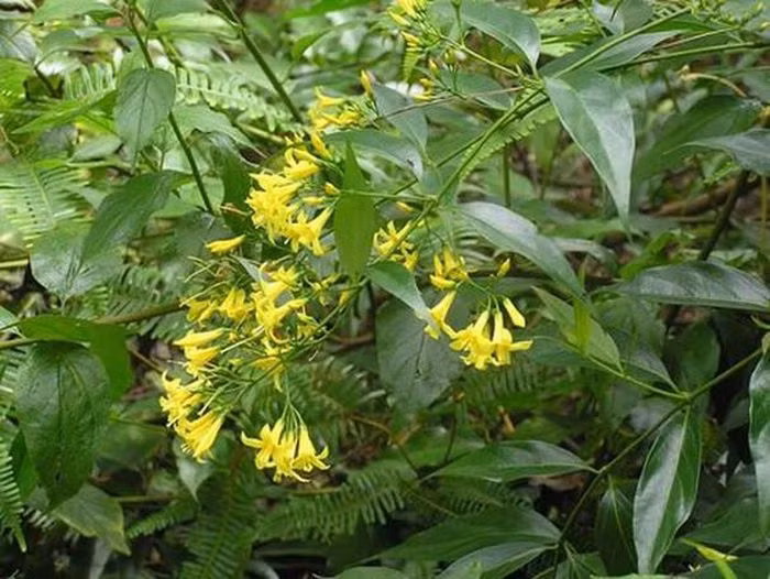  Giận chồng, người phụ nữ ăn lá ngón tự tử: Đêm 15/9, người dân xã Tri Lễ (huyện Quế Phong, Nghệ An) phát hiện chị L.Y.V. (SN 1982) có biểu hiện ngộ độc do ăn lá ngón. Sau đó, người phụ nữ được người nhà đưa đến Trạm Y tế xã cấp cứu nhưng không qua khỏi. Theo người dân, do giận chồng, người phụ nữ đã ăn lá ngón tự tử. 