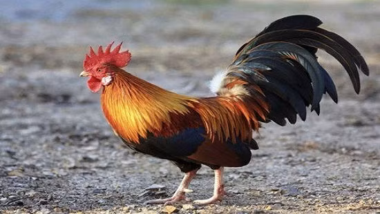 Nếu như những động vật này chết thì chứng tỏ bên trong mộ cổ ẩn chứa mối nguy hiểm chết chóc. Nhờ vậy, những kẻ trộm mộ sẽ biết nguy hiểm mà dừng tay, không xâm phạm ngôi mộ có thể trở thành mồ chôn của chính mình.