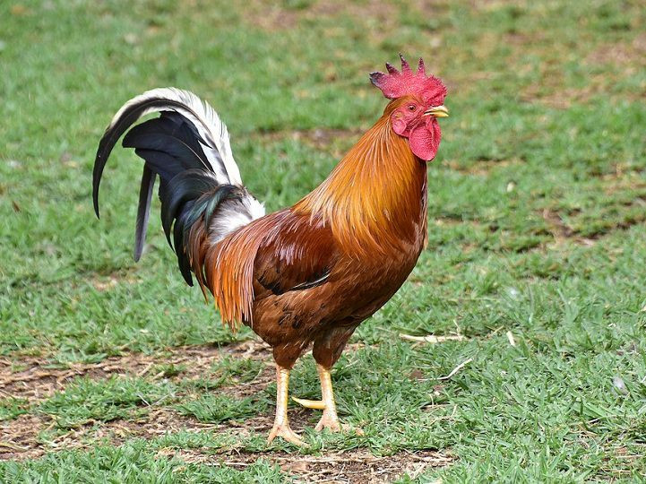 Theo nghiên cứu của các chuyên gia, sở dĩ những kẻ trộm mộ sử dụng gà trống hoặc chó đen như trên là nhằm kiểm tra xem bên trong mộ cổ có nồng độ cao khí carbon monoxide (CO2) và các khí độc hại khác gây nguy hiểm đến tính mạng hay không.