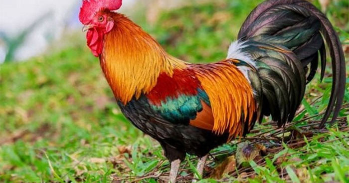 Ngược lại, nếu thấy con gà trống hoặc chó đen chết sau khi đứng ở lối vào mộ cổ thì những kẻ trộm mộ sẽ rút lui, không liều lĩnh tiến vào bên trong vì sợ sẽ có thể mất mạng như chúng.