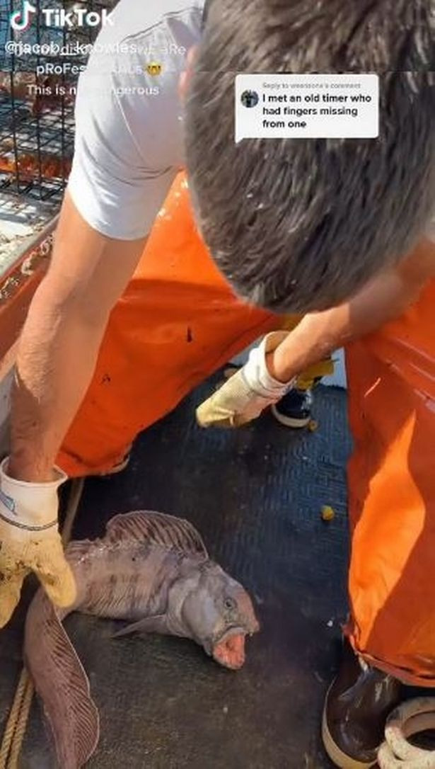 Đoạn video trên đã thu hút hàng triệu lượt xem và hàng trăm nghìn lượt bày tỏ cảm xúc trên mạng xã hội. Một số cư dân mạng không khỏi bất ngờ khi nhìn thấy sự hung dữ của con cá sói Đại Tây Dương.