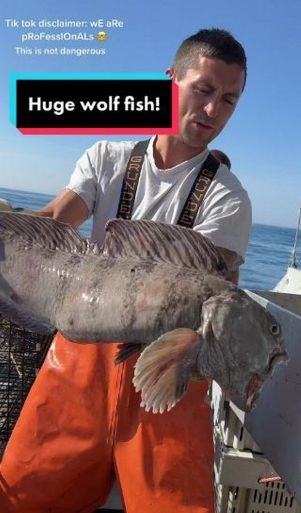 Theo lời kể của ngư dân Knowles, con cá sói Đại Tây Dương còn cố gắng cắn ông. May mắn là ông tránh được hàm răng của nó trước khi ném nó xuống biển.