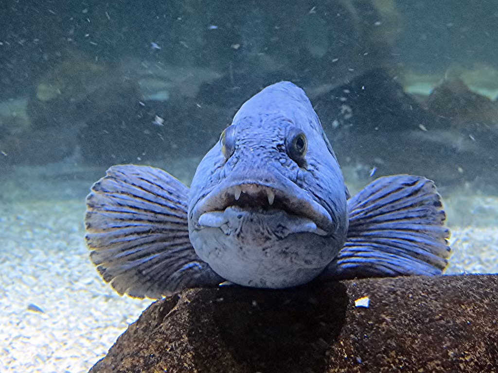 Thức ăn chủ yếu của cá sói là các loài động vật thân mềm có vỏ, động vật giáp xác hay động vật da gai. Hàm răng sắc nhọn giúp chúng có thể cắn nát vỏ cua, tôm hùm, nhím biển... để ăn phần thịt thơm ngon bên trong.