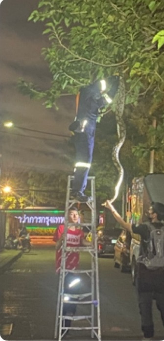 Khi xem bức ảnh kèm dòng chú thích trên, nhiều cư dân mạng Thái Lan không khỏi hoang mang, lo lắng, thậm chí sợ hãi. Bởi lẽ, nếu đó thực sự là một con rắn thì chiều dài cơ thể của nó khoảng 5 - 6m.