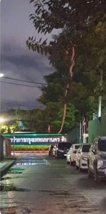 Việc con rắn vắt vẻo trên cây như sắp rơi xuống đường có thể gây nguy hiểm cho người đi đường.