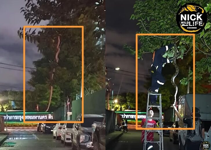 Tuy nhiên, việc xuất hiện con rắn dài khoảng 5 - 6m như trong bức ảnh đang lan truyền rộng rãi trên mạng là điều không hề bình thường.