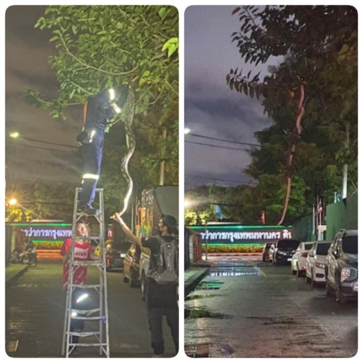 Trước sự việc này, nhiều người không khỏi tò mò về tính xác thực của vụ việc. Facebook "Nick Wildlif" hay Nick Nirut Chomngam - chuyên gia về rắn đã giải thích hình ảnh đang gây xôn xao dư luận trên.