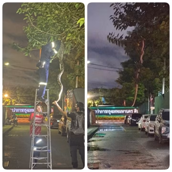 Trước sự việc này, nhiều người không khỏi tò mò về tính xác thực của vụ việc. Facebook "Nick Wildlif" hay Nick Nirut Chomngam - chuyên gia về rắn đã giải thích hình ảnh đang gây xôn xao dư luận trên.