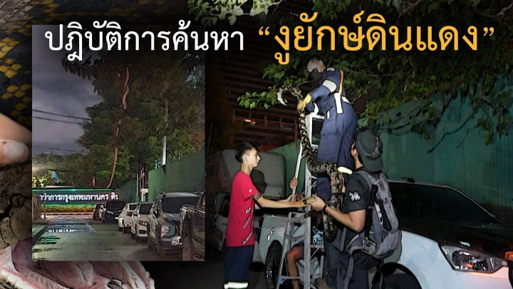 Nick Wildlif đã tới hiện trường và xác nhận rắn "khủng" vắt vẻo trên cây là không chính xác.
