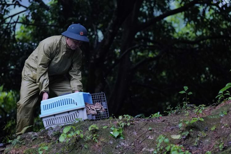Theo Giám đốc Trung tâm Cứu hộ động vật hoang dã Hà Nội Lương Xuân Hồng, trước khi tái thả, đơn vị phối hợp với Hạt Kiểm lâm Mỹ Đức và Ban Quản lý rừng phòng hộ - đặc dụng Hà Nội khảo sát kỹ lưỡng địa hình, nguồn thức ăn, nhiệt độ của rừng được chọn thả, giúp động vật nhanh thích nghi với môi trường tự nhiên. Ảnh: Kinhtedothi.