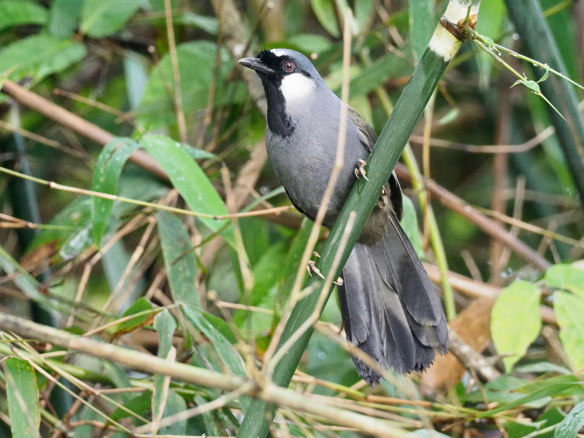 Loài chim khướu bạc má thường sống ở các tầng rừng thấp, độ cao khoảng từ 1300 - 2000m. Thức ăn của chúng bao gồm: hạt, trái cây, côn trùng... Ảnh: eBird.