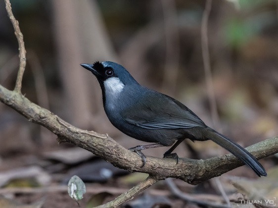 Chim khướu bạc má có tên khoa học là Black-throated Laughingthrush. Loài động vật này phân bố chủ yếu ở khu vực Đông Nam Á, Trung Quốc. Ảnh: Wikipedia.