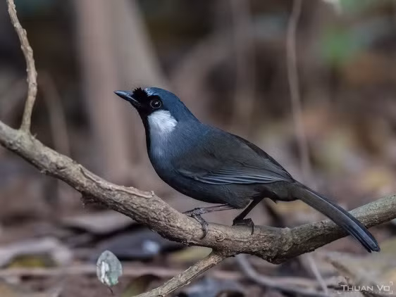 Chim khướu bạc má có tên khoa học là Black-throated Laughingthrush. Loài động vật này phân bố chủ yếu ở khu vực Đông Nam Á, Trung Quốc. Ảnh: Wikipedia.