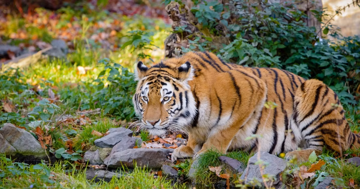 Lần gần nhất ghi nhận hổ xuất hiện là từ những năm 90 của thế kỷ trước. Khi ấy, người dân ở bản Cà Ròng, xã Thượng Trạch, huyện Bố Trạch trình báo hổ về bắt bò. Ảnh minh họa.