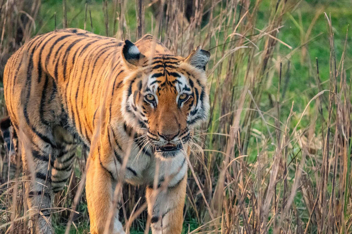 Vườn quốc gia Phong Nha - Kẻ Bàng chưa ghi nhận có thêm sự xuất hiện của hổ kể từ những năm 1990. Thêm nữa, bức ảnh cuối cùng chụp được hổ trong tự nhiên tại Việt Nam là từ năm 1998. Ảnh minh họa.
