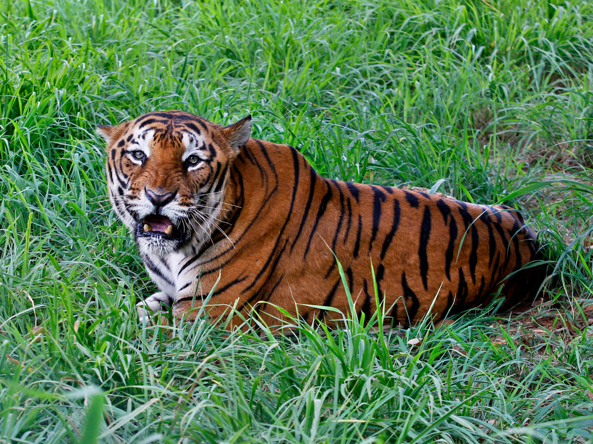 Trước đó, ngày 6/8, Hạt Kiểm lâm Vườn Quốc gia Phong Nha - Kẻ Bàng thông tin có việc người dân trình báo là nhìn thấy sự xuất hiện của hổ trong lâm phần Vườn Quốc gia Phong Nha - Kẻ Bàng. Ảnh minh họa.