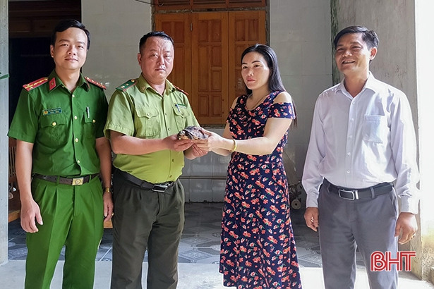 Sau đó, Hạt Kiểm lâm huyện Kỳ Anh bàn giao 2 cá thể rùa trên cho Vườn Quốc gia Vũ Quang ở tỉnh Hà Tĩnh để thả về môi trường tự nhiên. Ảnh: Baohatinh.