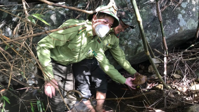 Rùa sa nhân được liệt kê trong Sách đỏ IUCN 2012 và cần được bảo vệ khẩn cấp. Ảnh: Kiểm lâm Quảng Ngãi cung cấp/Nhân dân.