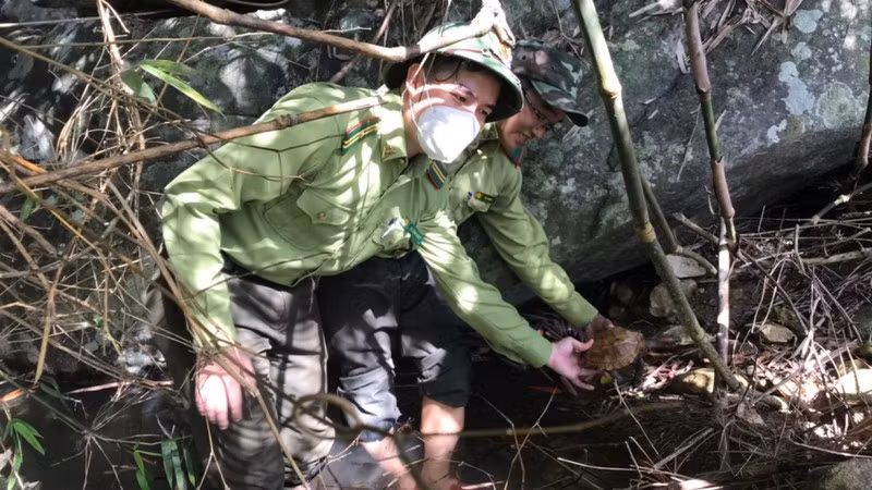 Rùa sa nhân được liệt kê trong Sách đỏ IUCN 2012 và cần được bảo vệ khẩn cấp. Ảnh: Kiểm lâm Quảng Ngãi cung cấp/Nhân dân.