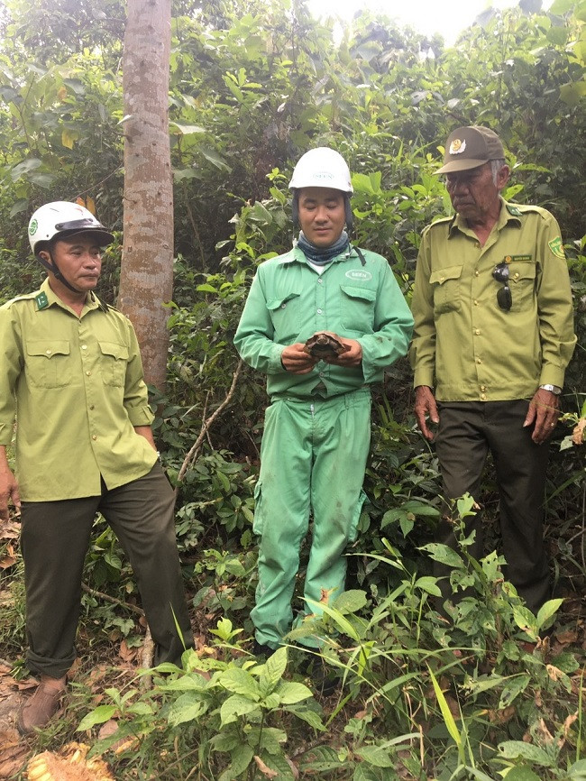 Thức ăn chủ yếu của rùa sa nhân là cây khô, động vật nhỏ như giun, ốc... Ảnh: Dân Việt.