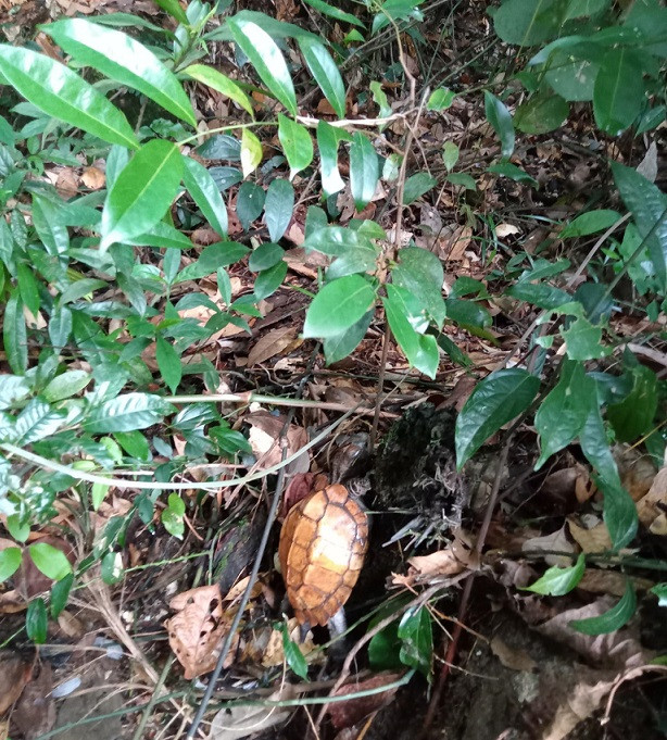 Rùa sa nhân có gờ chạy dọc sống lưng chia mai rùa thành 2 bên đối xứng, phần mai ở gần đuôi có hình răng cưa. Do sống trên cạn nên chân của loài rùa này khá phát triển. Chân dài và chắc khỏe giúp chúng di chuyển thuận lợi. Ảnh: bdt.bacgiang.gov.vn.