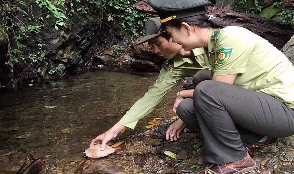 Thêm nữa, rùa sa nhân là một trong các loài rùa sinh sống tại Việt Nam được đưa vào danh mục các loài động vật rừng nguy cấp, quý hiếm thuộc nhóm IIB, Nghị định số 06/2019/NĐ-CP ngày 22/1/2019 của Chính phủ về quản lý thực vật rừng, động vật rừng nguy cấp, quý hiếm. Ảnh: baotainguyenmoitruong.