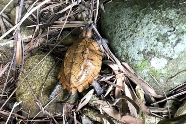 Theo các chuyên gia, rùa sa nhân có kích thước trung bình và phân bố nhiều ở khu vực các nước như: Trung Quốc, Đông Ấn Độ, Lào và Việt Nam. Ảnh: Lê Ngọc Phước/TTXVN.