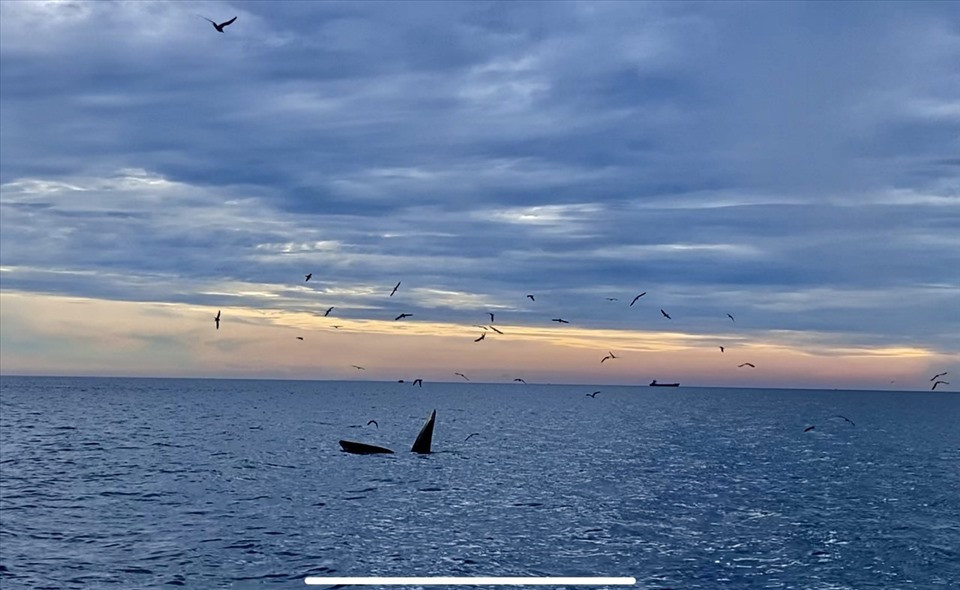 Theo anh Đỗ Thanh Toàn (Tommy Toàn) cho biết đàn cá voi đã xuất hiện tại vùng biển Đề Gi đến nay đã được vài tuần. Gần đây nhất, anh phát hiện 2 con cá voi đang kiếm ăn ngay ở vùng biển Hòn Trâu - Vũng Bồi. Chúng thỉnh thoảng bơi vào cách bờ khoảng 500m, thậm chí bơi lại gần sát mạn thuyền đang neo đậu của du khách. Ảnh: Tommy Toàn.