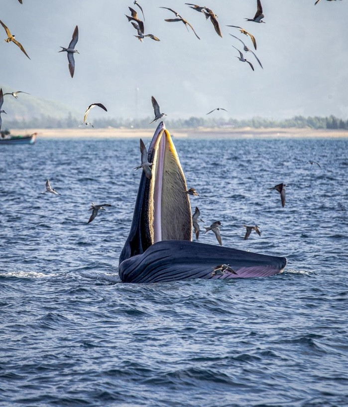 Tiến sĩ Nguyễn Tác An cho hay vùng biển Đề Gi là nơi duy nhất ở Việt Nam có hiện tượng cá voi khỏe mạnh bơi vào gần bờ săn mồi kiếm ăn suốt nhiều ngày. Ảnh: VOV.