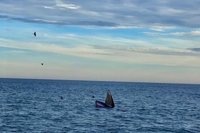 Người dân địa phương cho hay mỗi năm đều có đàn cá voi di cư ngang qua vùng biển Đề Gi. Chúng chỉ xuất hiện một vài ngày rồi di chuyển đến vùng biển khác. Năm nay là lần đầu tiên đàn cá voi di cư ngang qua vùng biển này và ở lại lâu hơn. Ảnh: Tommy Toàn.