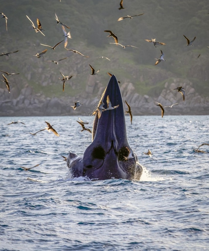 Một số chuyên gia khác cũng cho rằng, sự xuất hiện của cá voi gần bờ tại vùng biển Đề Gi là điều rất đáng mừng. Cá voi xuất hiện ở đây nhiều ngày như vậy cho thấy chúng cảm thấy an toàn hoặc nguồn thức ăn khá nhiều. Nếu không cảm thấy an toàn hay nguồn thức ăn ít thì chúng sẽ sớm di cư đến vùng biển khác để săn mồi. Ảnh: VOV.