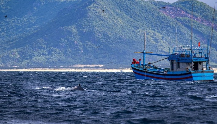 Loài cá voi này có thân màu nâu xám với phần bụng hơi hồng, trên đỉnh đầu có hai lỗ phun nước. Cá voi Bryde nằm trong danh sách đỏ IUCN về các loài bị đe dọa cần được bảo vệ. Ảnh: VOV.
