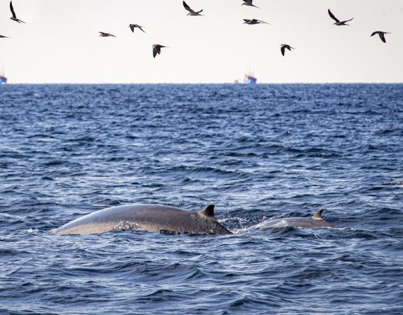 Thêm nữa, Tiến sĩ Nguyễn Tác An nhận định vùng biển Đề Gi có nhiều yếu tố phù hợp với tập tính của loài cá voi Bryde như: dòng hải lưu, nhiệt độ ấm, môi trường biển sạch, hệ sinh thái biển phong phú, nguồn thức ăn là các loại cá con dồi dào... Ảnh: VOV.