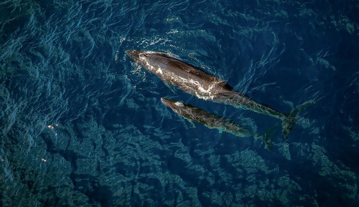 Việc cá voi xuất hiện nhiều ở vùng biển Đề Gi những ngày qua khiến nhiều người tò mò ly do vì sao. Ảnh: VOV.