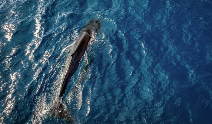 Chia sẻ về vấn đề này, ông Vũ Long, Chuyên gia Trung tâm bảo tồn đa dạng sinh học và loài nguy cấp (TP.HCM) cho hay cá voi xuất hiện ở vùng biển Đề Gi gây xôn xao dư luận những tuần vừa qua có tên gọi là Bryde, hay còn gọi là cá ông Brai. Chúng có tên khoa học là Balaenoptera edeni. Ảnh: VOV.