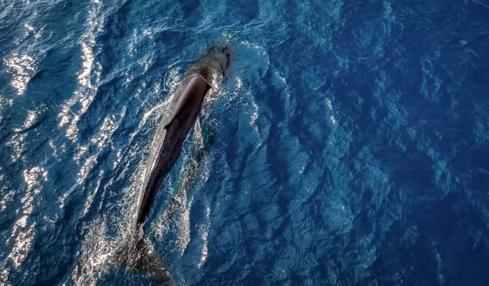 Chia sẻ về vấn đề này, ông Vũ Long, Chuyên gia Trung tâm bảo tồn đa dạng sinh học và loài nguy cấp (TP.HCM) cho hay cá voi xuất hiện ở vùng biển Đề Gi gây xôn xao dư luận những tuần vừa qua có tên gọi là Bryde, hay còn gọi là cá ông Brai. Chúng có tên khoa học là Balaenoptera edeni. Ảnh: VOV.