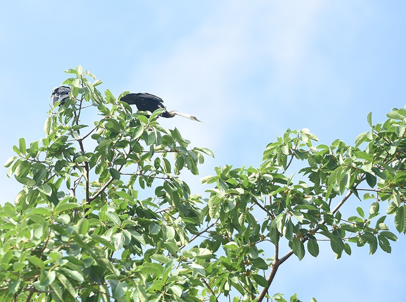 Chim cổ rắn thường sống theo đàn sinh sống ở khu vực vòng quanh xích đạo, trong vùng nhiệt đới và cận nhiệt đới. Thức ăn của chúng chủ yếu là cá. Ảnh: Nhân dân.