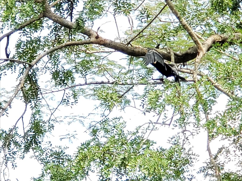 Chim cổ rắn có tên khoa học là Anhinga melanogaster. Chúng là một loài chim lớn nằm trong họ Anhingidae, bộ chim điên (trước đây xếp trong bộ bồ nông). Ảnh: Lao động.
