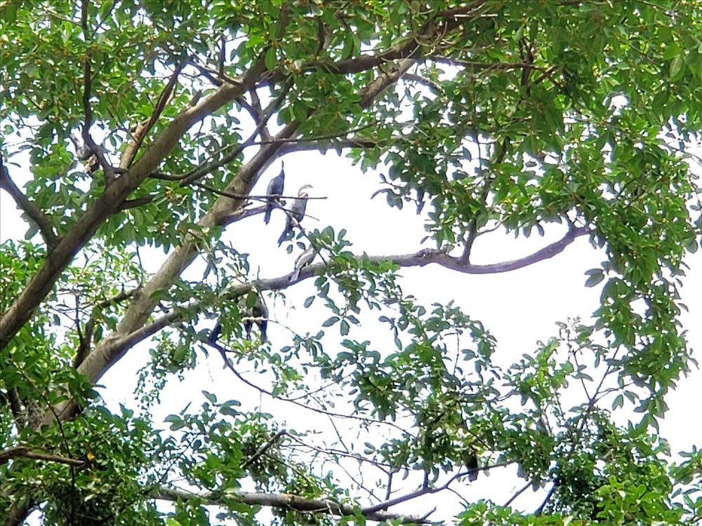 Sau khi tiếp nhận, Chi cục Kiểm lâm TP.HCM đưa con vật trên về Trạm cứu hộ động vật hoang dã ở Củ Chi để cứu hộ, kiểm tra sức khỏe và chăm sóc trước khi thả về tự nhiên. Ảnh: Lao động.