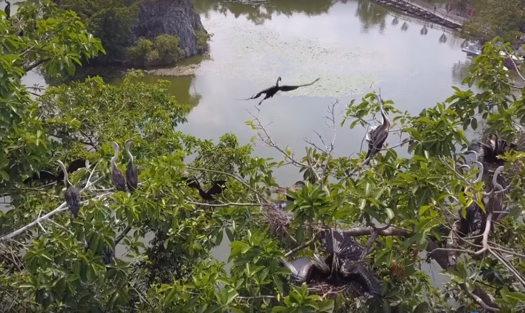 Cá thể chim cổ rắn trống có bộ lông màu đen hay nâu sẫm, mào mọc thẳng đứng trên đầu và mỏ lớn hơn so với con mái. Ảnh: VOV.